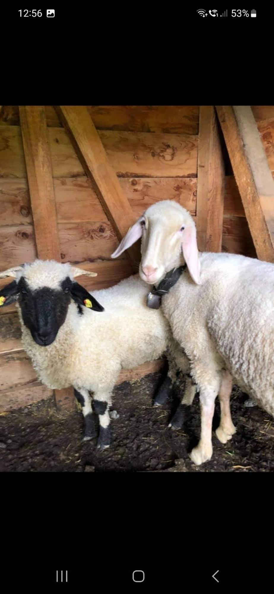 Ferienwohnung Bergliebe Sankt Martin am Tennengebirge Exterior foto